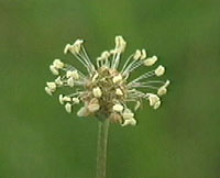 Wind-pollinated Flower