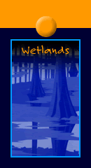 Wetlands
