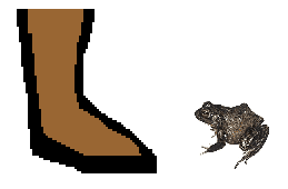 Size of Bullfrog