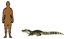Size of Spectacled Caiman