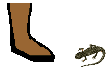 Size of Rough-skinned Newt