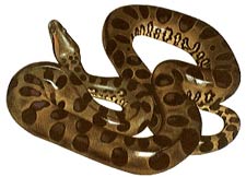 Anaconda