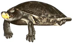 Arrau River Turtle