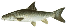 Barbel