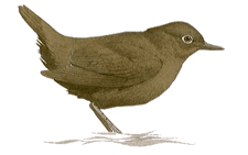 Dipper