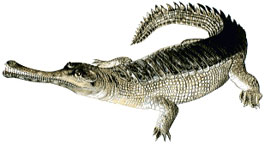Gavial