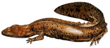 Hellbender
