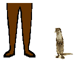 Size of Eurasian Otter