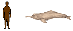 Size of Boutu