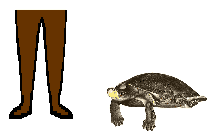 Size of Arrau River Turtle