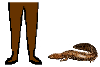 Size of Hellbender