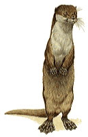 Eurasian Otter