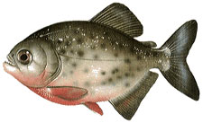 Red Piranha