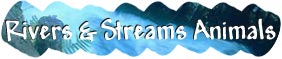 Rivers and Streams Animals
