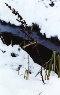 Small Stream
