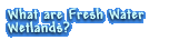 What are Fresh Water Wetlands?