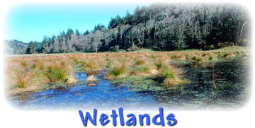 Wetlands