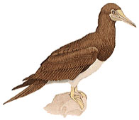 Brown Booby