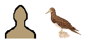 Size of Brown Booby