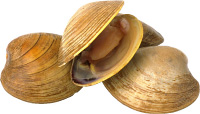 Clams