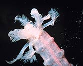 Sea Cucumber