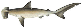 Smooth Hammerhead