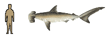 Size of Smooth Hammerhead