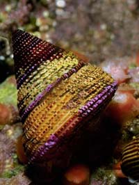 Mollusk