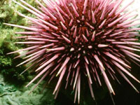 Sea Urchin