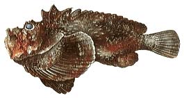 Stonefish