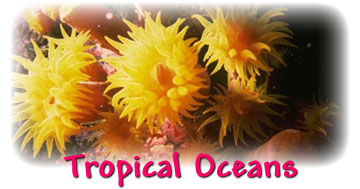 Tropical Oceans