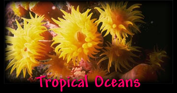 Tropical Oceans