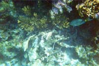Coral
