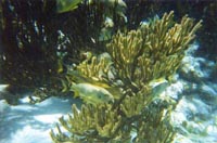 Fish in Reef