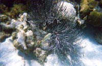 Coral