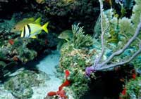 Fish in Coral Reef