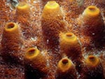 Polyp