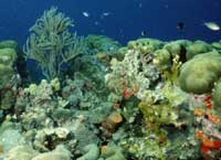 Coral Reef