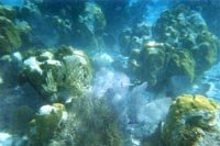 Coral