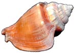 Conch Shell