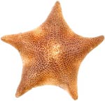 Sea Star