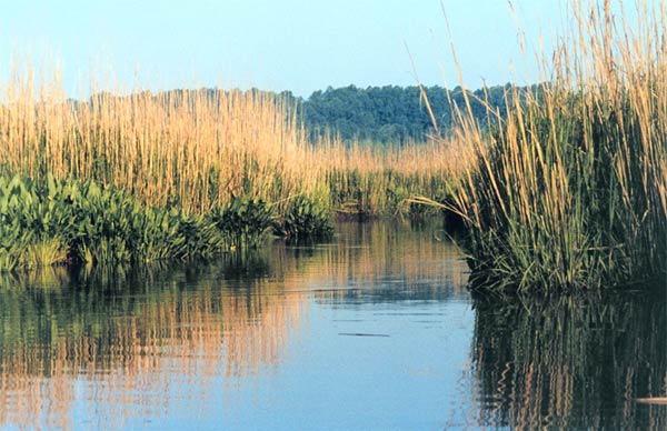 Saltmarsh