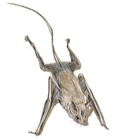 Great Mouse-Tailed Bat