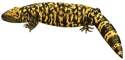 Gila Monster