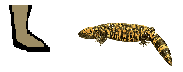 Size of Gila Monster