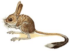 Great Jerboa