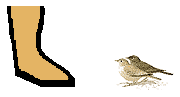 Size of Desert Lark