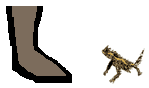 Size of Thorny Devil