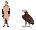 Size of Lappet-Faced Vulture