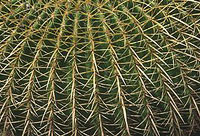 Barrel Cactus